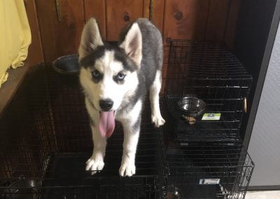 Baby Minnie was a typical husky troublemaker