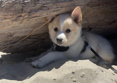 Lucy at the beach