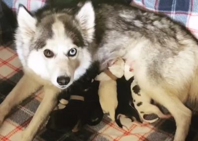 Daisy with her puppies and three foster puppies from a local rescue