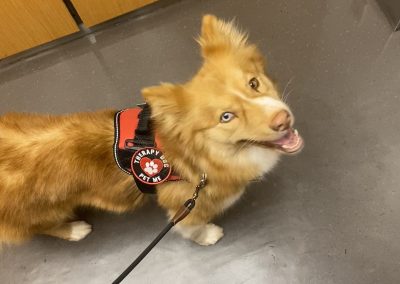 On the job. #therapydog